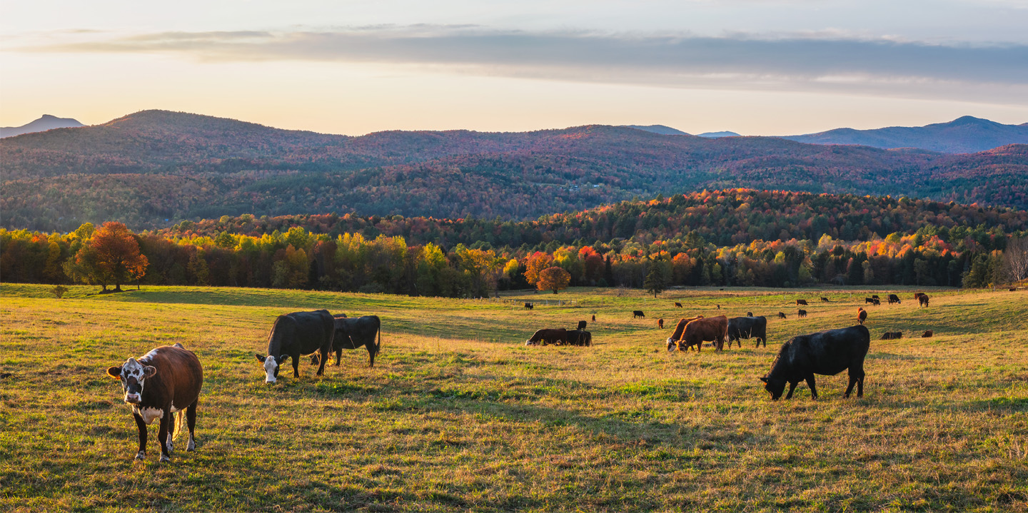 Cows grazing in pasture with mountain range and fall foliage in the background.